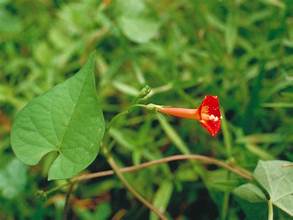 Ipomoea hederifolia